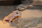 3 Leopardgeckos abzugeben