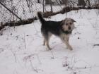 Schäfer/Schnauzer MIX zu verschenken