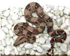 Biete 5 wunderschöne Boa Constrictor Imperator Nachzuchten
