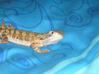 Zwergbartagamen Weibchen Pogona henrylawsoni