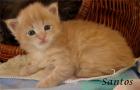 Maine Coon Babys