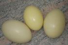 Ausgeblasene Nandueier zum Bemalen o. Dekorieren zu Ostern