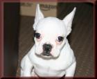 Franz. Bulldogge