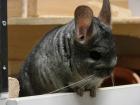 Chinchilla Bock Paulchen abzugeben