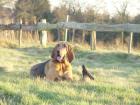 St. Hubertus Bloodhound Deckrüde gesucht
