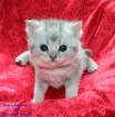 Typvolle BKH Bärchen Selkirk Rex Kitten in tollen Farben