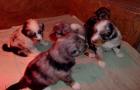 Australian Shepherd Welpen 4 Wochen alt