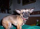 Chihuahua langhaariger Schlag