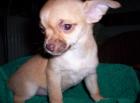 Chihuahua kurzhaariger Schlag