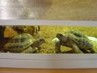 2 griechische Landschildkröten von 2022 mit Papierenabzugeben. Auch einzeln