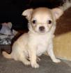 Chihuahua-Welpe bildschön reinrassig