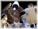 Pet Working fast jedem Tier kann geholfen werden
