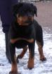 Rottweilerrüde 5 Monate mit VDH/ADRK-Papieren