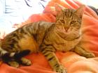Kater Caspar ca. 2 Jahre verschmust stubenrein norwegische Waldkatze Muster