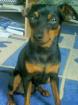 Rehpinscher ca. 4-5 Jahre zu verschenken