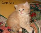 Maine Coon Babys