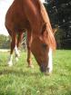 Lieber westerngerittener Araber sucht RB In 46244 Feldhausen/ Bottrop
