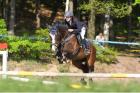 Tolles Juniorenpferd Springpferd