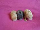 Liebe verschmuste und handzahme Löwenkopfkaninchen Babys