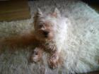 West Higland Terrier 13 Jahre