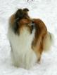 Colliewelpen VDH / CfbrH