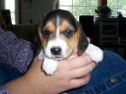Männlich Beagle Welpen bereit für ein neues Haus .