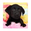 Wunderschöne reinrassige Labrador Welpen
