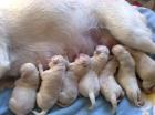 DIE SIEBEN WÜNDERBAREN REINRASSIGEN LABRADOR WELPEN GEB. AM 07. 03. 10