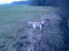 Bildhübscher Golden Retriever mit Stammbaum dringend abzugeben