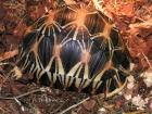 Geochelone gigantea Pardlais radiata galapagos zum Verkauf in dieser Zeit.