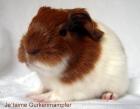 Kleine liebevolle Rassemeerschweinchen-Zucht aus dem Ruhrgebiet Sheltie Co in S