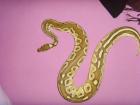 Spider het. pied Butter Classic