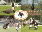 Natural Horsemanship Zirkuslektionen Pferdegymnastik und Freiheitsdressur