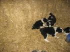 Border-Collie Welpen Rüden vom 27. 01. 2022