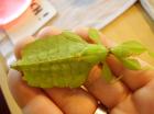 1. 1 Phyllium giganteum
