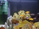 Gebe ab. Pseudotropheus Acei 10 Stück und Saulosi 5 stück