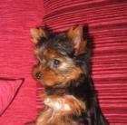 YORKSHIERE TERRIER W E L P E N
