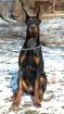 Die Dobermannzucht Hohenflamme verkauft erstklassige Welpen