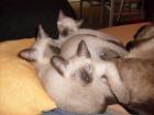 2 Siamkitten /Thakitten Siam alter Typ in liebevolle Hände abzugeben