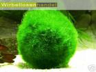 Mooskugel Moosball 2-4cm oder 4-6cm nur 1 00 Euro