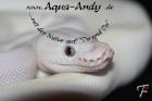 Verkaufe Königspython Python regius verschiedene Varianten