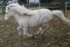 Original Shetlandpony Cremello Deckanzeige