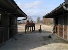 Pferdeboxen frei in Aurich inclusive Weide und Paddock