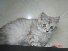 Deckkater für Perser-Siamkatze gesucht