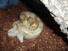 Boa constrictor imperator Hog Island Orange Phase