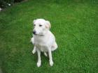Weiße Goldenretriever/Labradorweibchen 2 5 Jahre