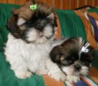 SHIH TZU welpen
