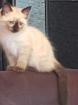 Reinrassige Balinesische Siam Kitten Langhaar Selten