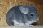 Chinchilla Weibchen