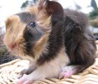 Meerschweinchen Babys aus vet anerk. Hobbyzucht - bringen möglich